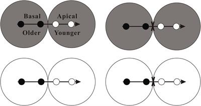 Developmentally Programmed Division of Labor in the Aquatic Invader Alternanthera philoxeroides Under Homogeneous Soil Nutrients